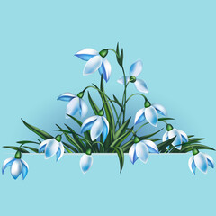Snowdrops with horizontal banner. Illustration of spring snowdrop flowers with horizontal banner
