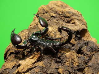 サソリとコルクバーク、クロマキー合成向き