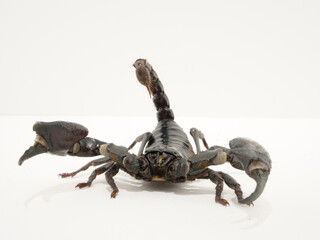 片方の鋏を振り上げようとするサソリ