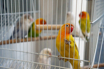 lovebirds in various color in cage