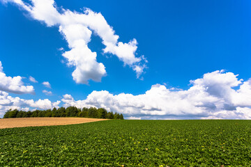 9月の北海道、大根畑と秋の空・日本