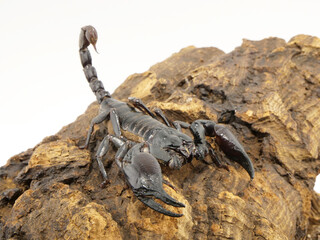 コルクバークに乗っているサソリ