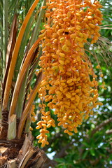 Bunch of ripe date fruits on palm close up. Soft selective focus, bokeh effect. Vertical frame