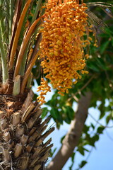 Bunch of ripe date fruits on palm. Vertical frame