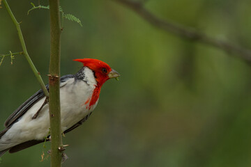 red-crested cardinal hanging on bamboo