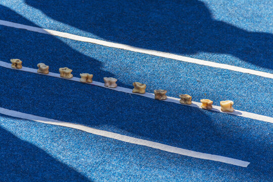 Kazakh national game of asyk (part of a sheep bone), recognized by UNESCO as part of the cultural heritage of mankind, asyks stand on a white line on the carpet