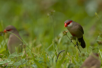 common waxbill perched on stem within the grass