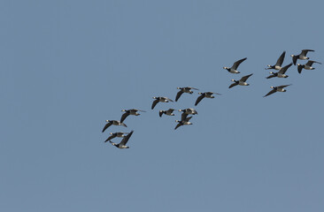 A flock of Barnacle Geese, Branta leucopsis, flying in the blue sky.