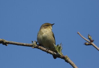 A pretty Chiffchaff, Phylloscopus collybita, perching on a branch of a tree in spring.