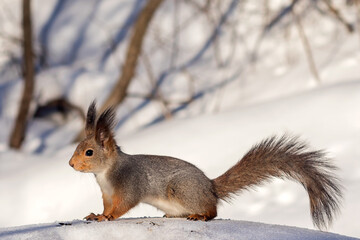 Naklejka na ściany i meble Cute squirrel in the winter forest on the snow with a fluffy tail and long ears.