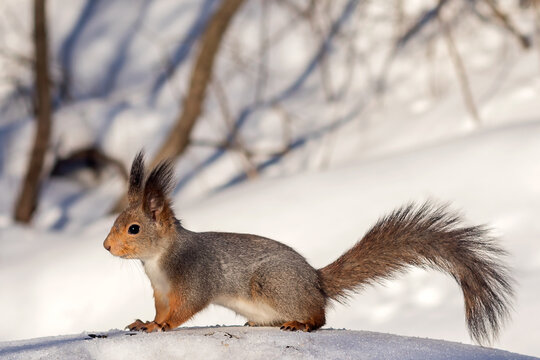 Cute squirrel in the winter forest on the snow with a fluffy tail and long ears. © Ludmila