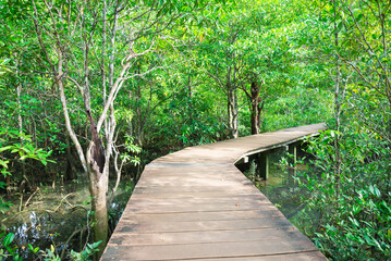 Walkway in Khlong Song Nam mangrove forests, Krabi Thailand. Environmental, green nature and travel concept.