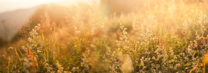 Wild meadow flowers in a fresh morning light.