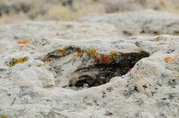 Multiple Colors of Lichens on rock