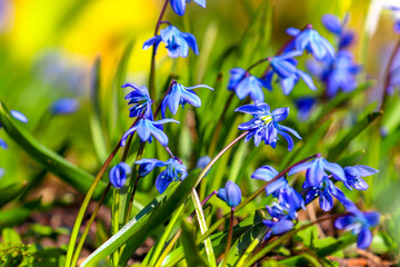 Blue flower Scilla siberica close up
