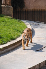 tiger walking, tiger portrait, handsome striped. Hunter concept.