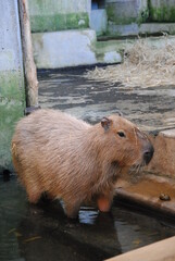 Portrait of one single capybara, posing for the picture, sitting in the water.cute portrait of beautiful capybara