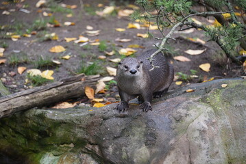 Cute close up portrait of otter an otter stands on a stone with a background of autumn leaves