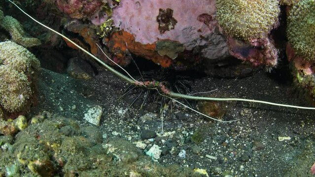 Ornate Spiny Lobster - Panulirus ornatus living under a stone. Underwater world of Tulamben, Bali, Indonesia.