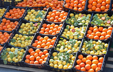 citrus fruit crates with ripe oranges and yellow lemons for sale in the greengrocer s stall at the alfresco vegetable market