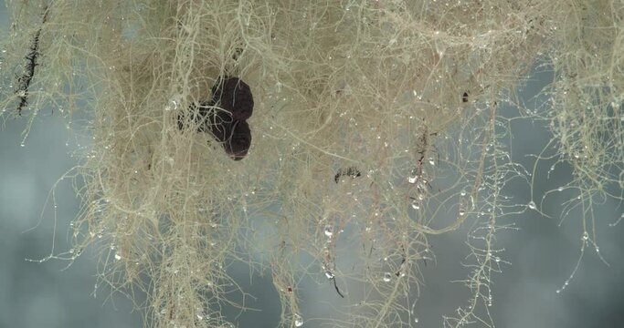 Old Mans Beard Moss in Winter Season Zoomed In