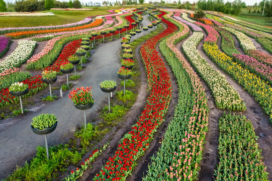 Aerial view of a colorful field of tulips planted with different patterns and shapes, summer dawn. Concept, spring, summer, nature