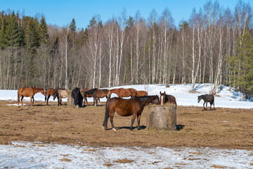 Horses in an open chase on the edge of the spring forest. Leningrad region, Russia