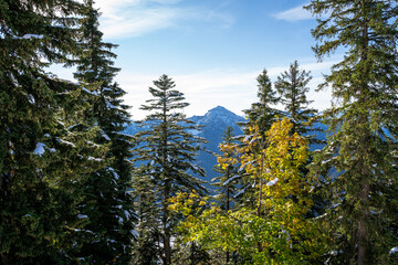 Fir trees with a little snow on the branches and slightly snowy mountains in the background on a sunny day in winter