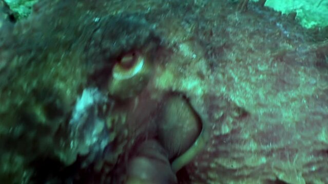 Big octopus in the stone seabed in search of food. Amazing underwater world and the inhabitants of the Sea of Japan Japanese Sea.