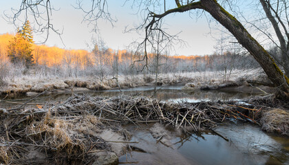 Beaver dam on a riverbed. River beaver Castor fiber - beaver family Castoridae. A sturdy structure in a river, a flooded forest. Dams, grooves, houses are scraped by tree branches.