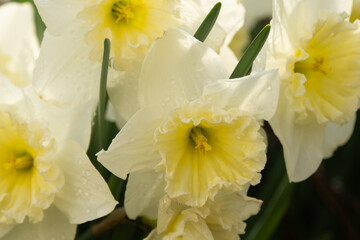 Luxurious white daffodils close-up. Flowers in raindrops. Light sun rays. Texture, spring postcard