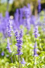 Obraz premium Natural photo: Colorful flower paintings. Time: March 19, 2022. Location: flower garden in Dalat city. This is the place where many famous flowers are grown