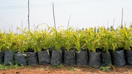 Betel or areca nut plant saplings kept in plastic cover cultivation in a nursery garden in India...