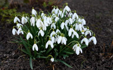 White snowdrop Galanthus nivalis is an early spring nursery flower in the Amaryllidaceae family.