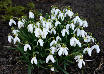 White snowdrop Galanthus nivalis is an early spring nursery flower in the Amaryllidaceae family.