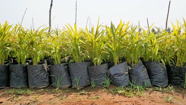 Betel or areca nut plant saplings kept in plastic cover cultivation in a nursery garden in India near Hour, Tamilnadu, India.