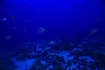flock of fish in the sea background underwater view