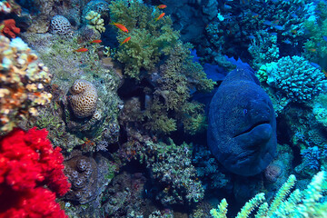 moray eel under water, nature photo wild snake predator marine in the ocean