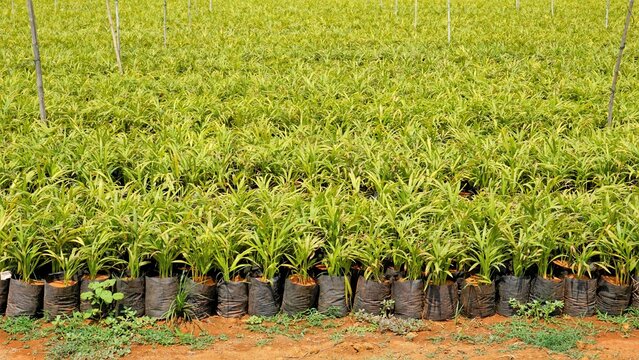 Betel or areca nut plant saplings kept in plastic cover cultivation in a nursery garden in India near Hour, Tamilnadu, India.