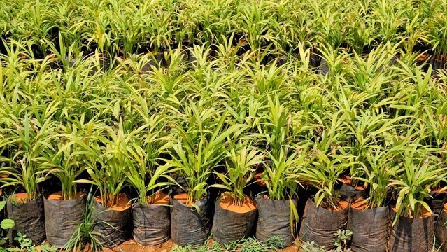 Betel or areca nut plant saplings kept in plastic cover cultivation in a nursery garden in India near Hour, Tamilnadu, India.