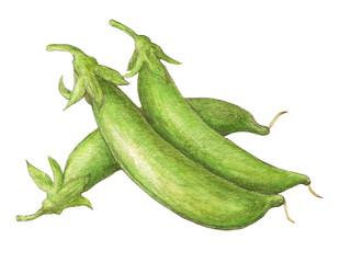 スナップエンドウ　水彩色鉛筆野菜イラスト