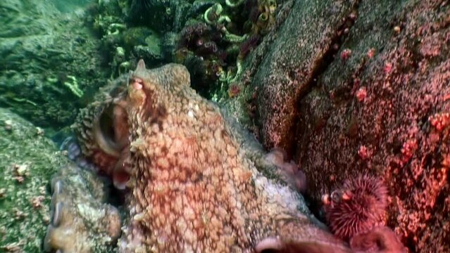 Big octopus in the stone seabed in search of food. Amazing underwater world and the inhabitants of the Sea of Japan Japanese Sea.