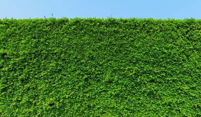Green leaf plant wall, Long green hedge or green leaves wall. 
