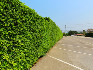 Green leaf plant wall, Long green hedge or green leaves wall. 