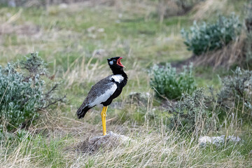 Northern Black Korhaan, Afrotis afraoides, big bird in the bush in Namibia
