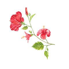 A red hibiscus flower highlighted on a white background. Watercolor tropical flower realistic colorful bouquet with hibiscus. Botany. Exotic tropical floral object for your poster, postcard design