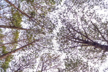 Obraz premium Landscape photo: the way to the top of Langbiang. Time: March 19, 2022. Location: DaLat city. This is a place with an altitude of 2163m. i