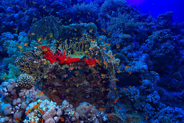 tropical sea underwater background diving ocean