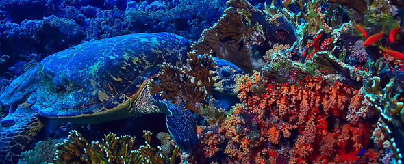 sea turtle underwater on a coral reef