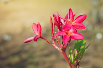 Bright pink plumeria blooms on branch tree in morning garden background  with Sunlight.Plumeria flower pink  frangipani tropical flower, spa flower